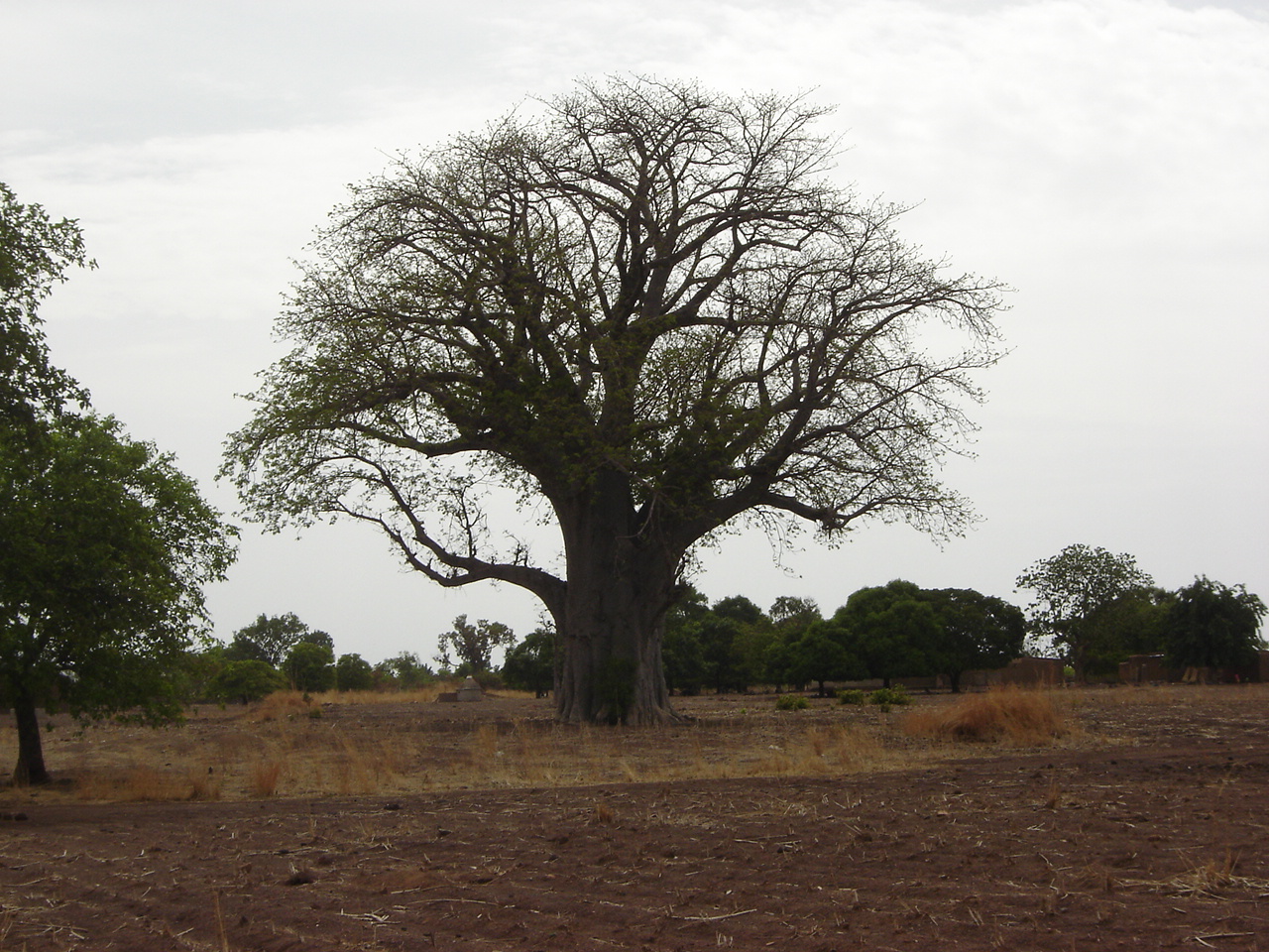Majestueux baobab