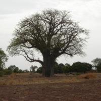 Majestueux baobab