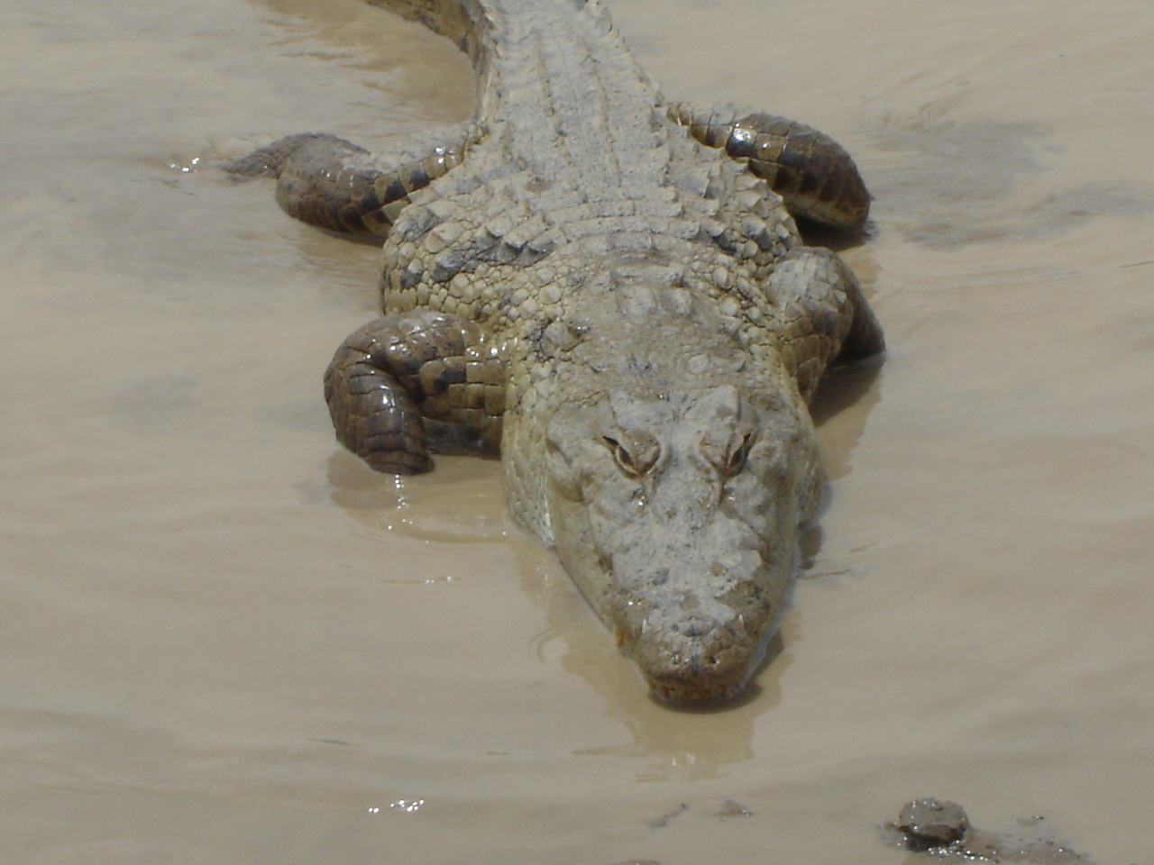 Crocodiles sacrés de Sabou