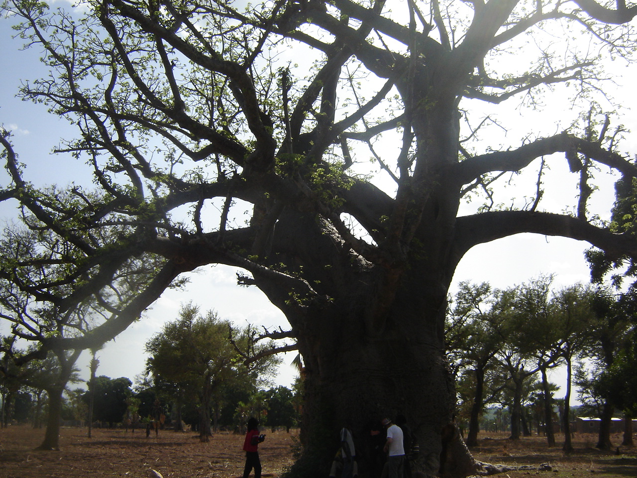 Baobab sacré